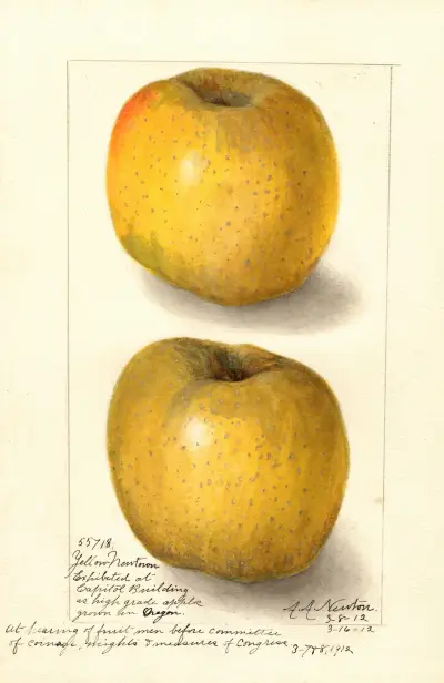 Malus domestica: Yellow Newtown av Amanda Almira Newton