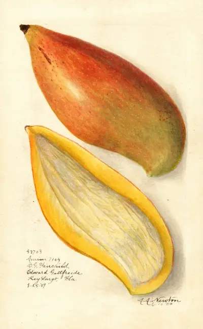 Mangifera indica: Amiri von Amanda Almira Newton