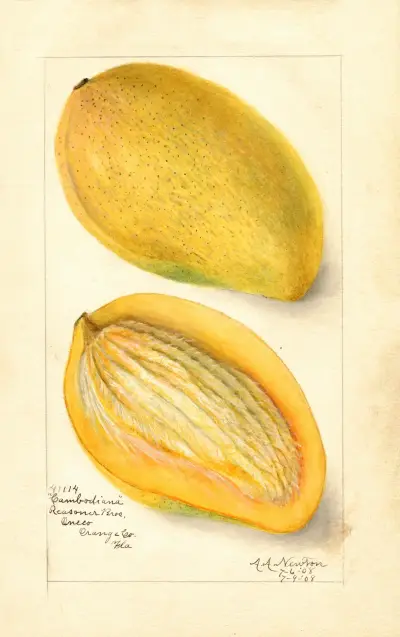 Mangifera indica: Cambodiana (Mango: Cambodiana) von Amanda Almira Newton