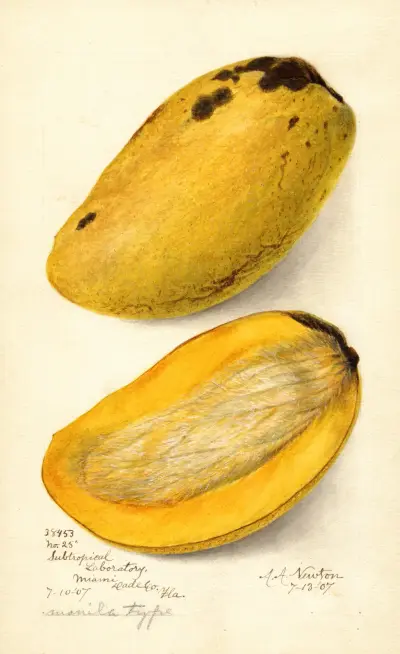 Mangifera indica: No av Amanda Almira Newton