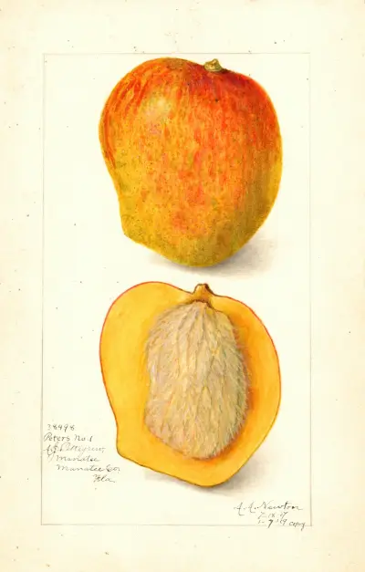 Mangifera indica: Peters No. von Amanda Almira Newton
