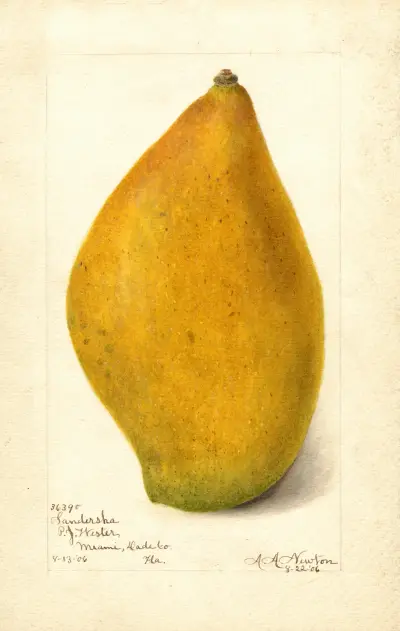 Mangifera indica: Sandersha av Amanda Almira Newton