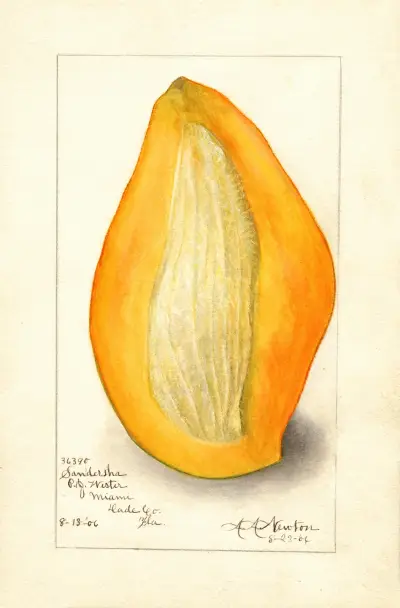 Mangifera indica: Sandersha av Amanda Almira Newton