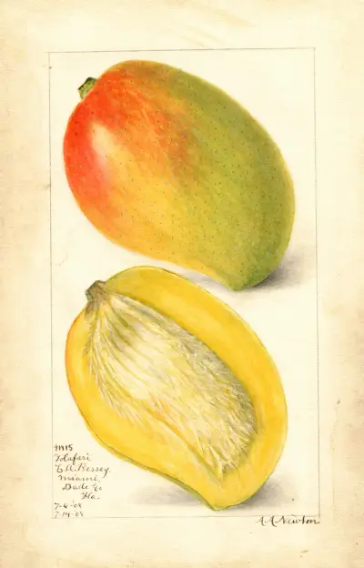 Mangifera indica: Totafari av Amanda Almira Newton