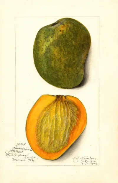 Mangifera indica: White Alphonse av Amanda Almira Newton