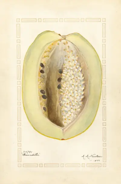 Passiflora quadrangularis av Amanda Almira Newton