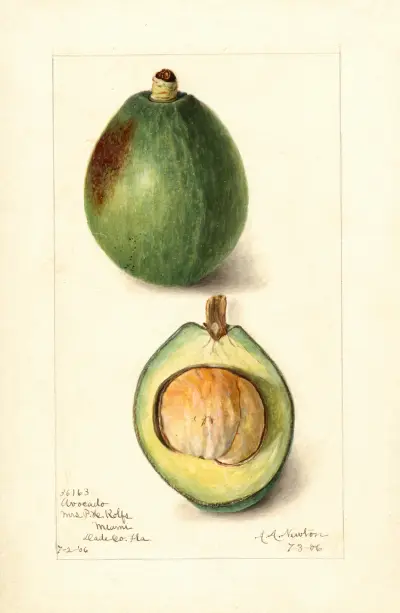 Persea: Avocado av Amanda Almira Newton