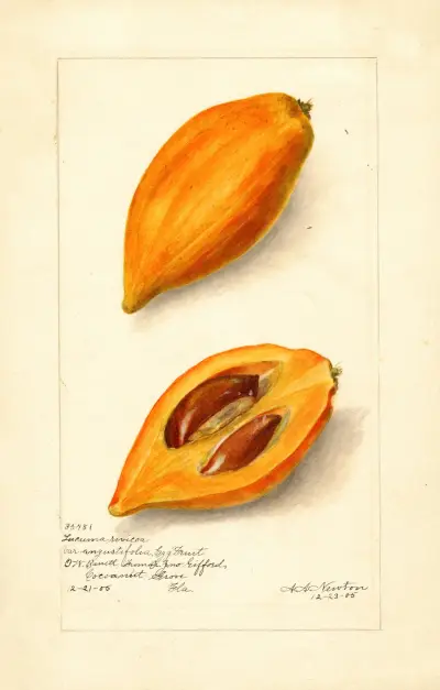 Pouteria campechiana av Amanda Almira Newton