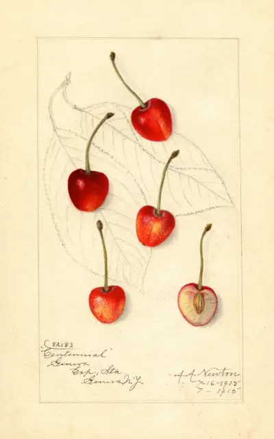 Prunus avium: Centennial von Amanda Almira Newton