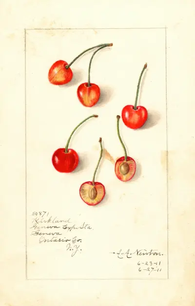 Prunus avium: Kirkland av Amanda Almira Newton