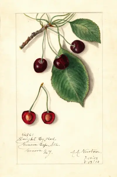 Prunus avium: Knight Early Red av Amanda Almira Newton