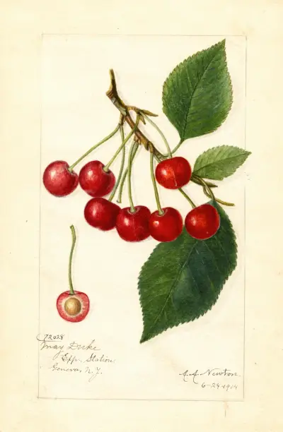 Prunus avium: May Duke av Amanda Almira Newton