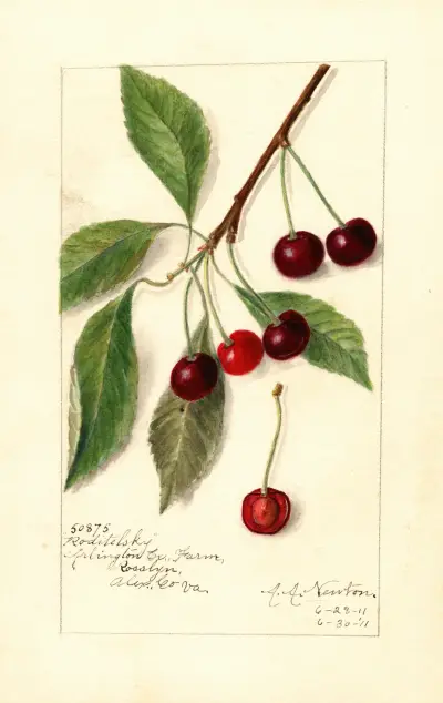 Prunus avium: Roditelsky av Amanda Almira Newton
