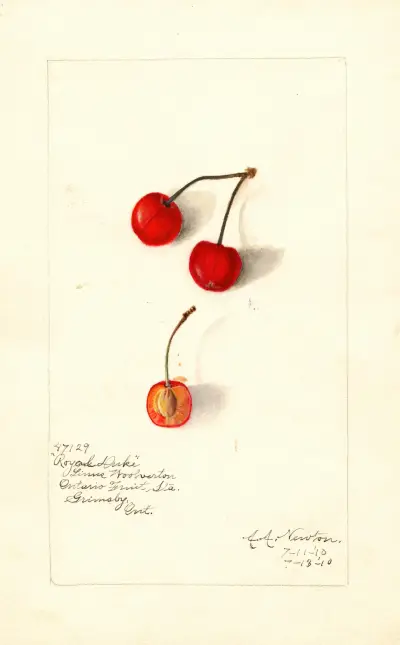 Prunus avium: Royal Duke von Amanda Almira Newton