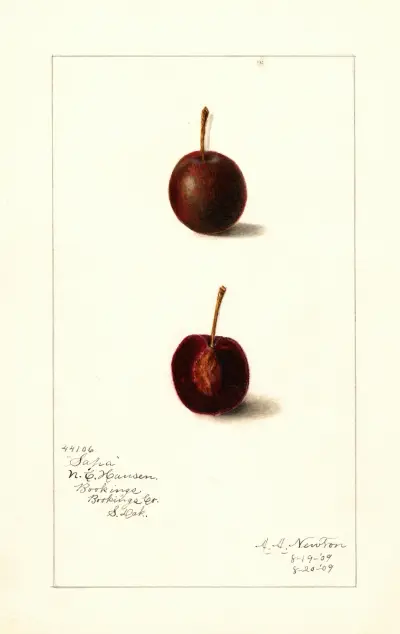 Prunus avium: Safra av Amanda Almira Newton