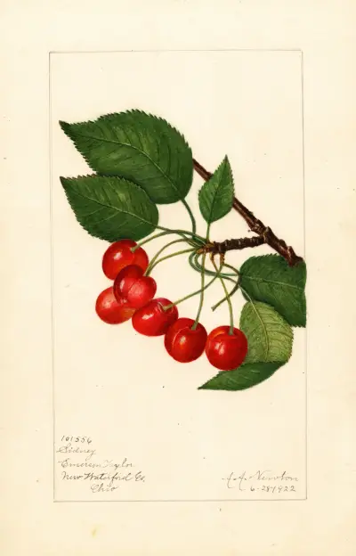 Prunus avium: Sidney av Amanda Almira Newton