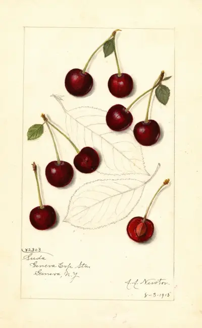 Prunus avium: Suda av Amanda Almira Newton