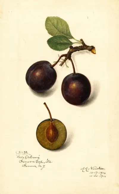 Prunus domestica: Late Orleans av Amanda Almira Newton