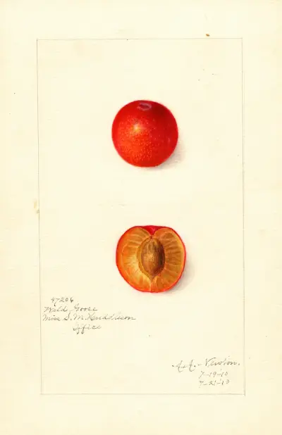 Prunus domestica: Wild Goose av Amanda Almira Newton