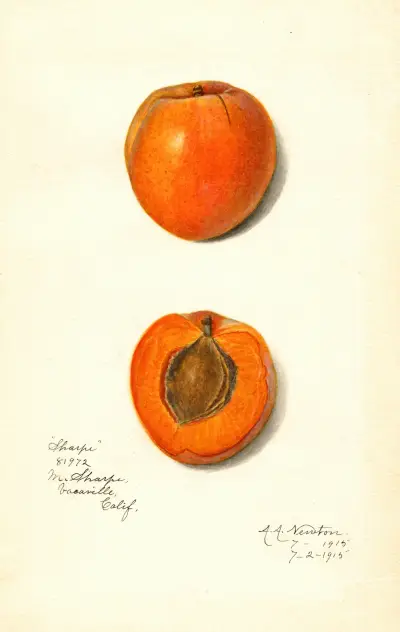 Prunus mume: Sharpe av Amanda Almira Newton
