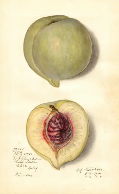Prunus persica: Fei-Tao av Amanda Almira Newton