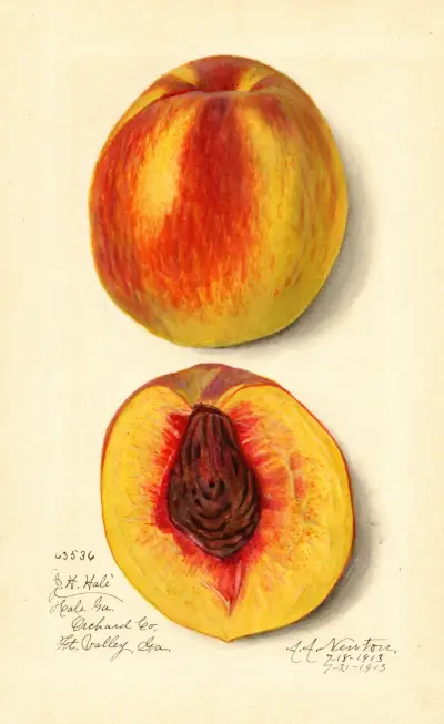 Prunus persica: J av Amanda Almira Newton