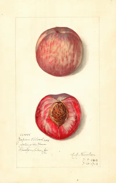 Prunus persica: Japan Blood av Amanda Almira Newton