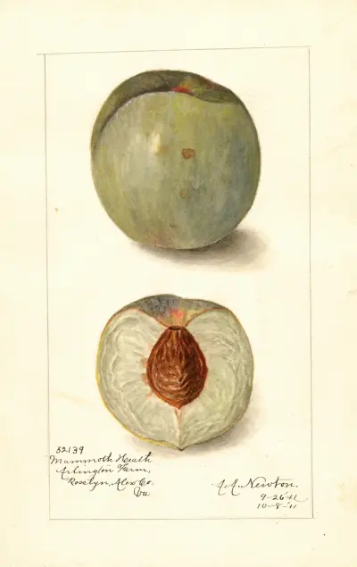 Prunus persica: Mammoth Heath av Amanda Almira Newton