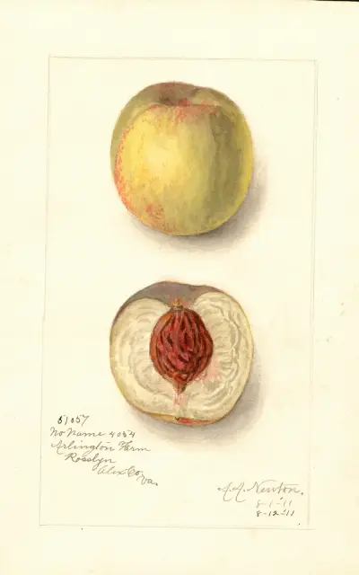 Prunus persica: No Name av Amanda Almira Newton