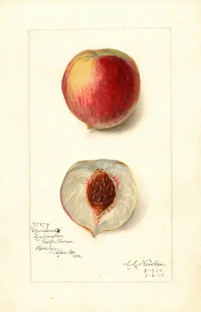 Prunus persica: Opulent av Amanda Almira Newton