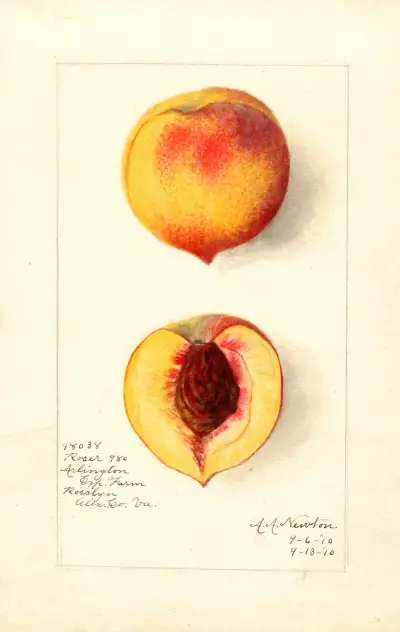 Prunus persica: Roser av Amanda Almira Newton