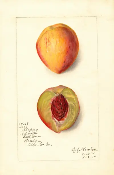 Prunus persica: Slappy, Amanda Almira Newton