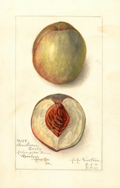 Prunus persica: Southern Early av Amanda Almira Newton