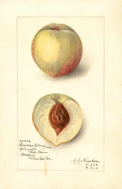 Prunus persica: Sunrise Cling av Amanda Almira Newton