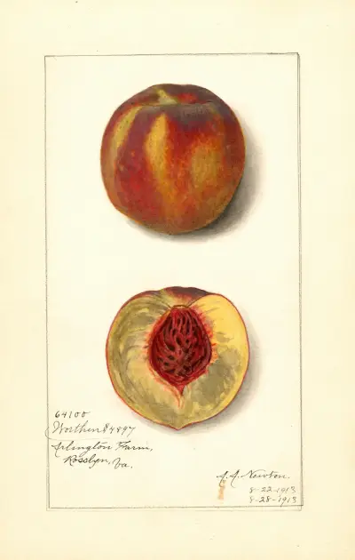 Prunus persica: Worthen av Amanda Almira Newton