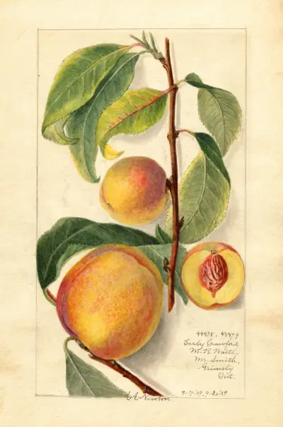 Prunus persica av Amanda Almira Newton