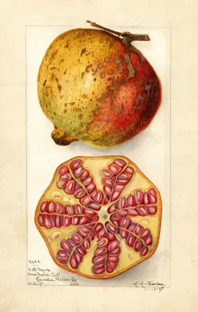 Punica granatum av Amanda Almira Newton