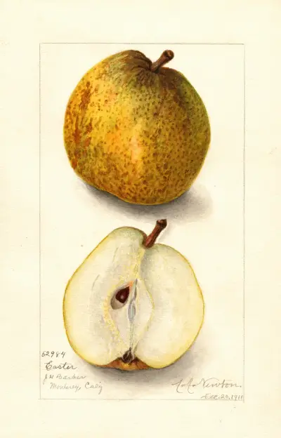 Pyrus communis: Easter av Amanda Almira Newton