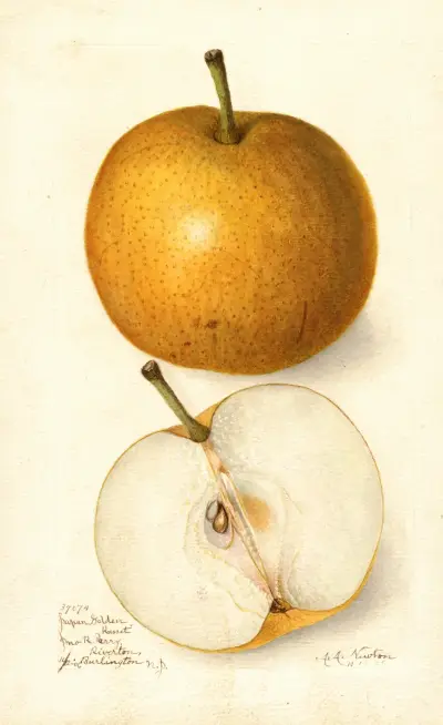 Pyrus communis: Japan Golden Russet av Amanda Almira Newton