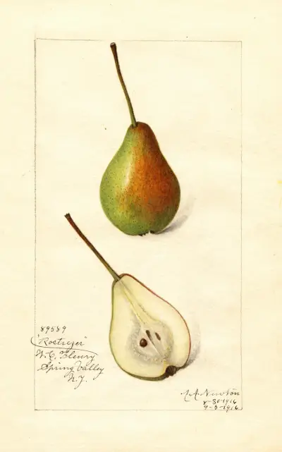 Pyrus communis: Rostiezer av Amanda Almira Newton