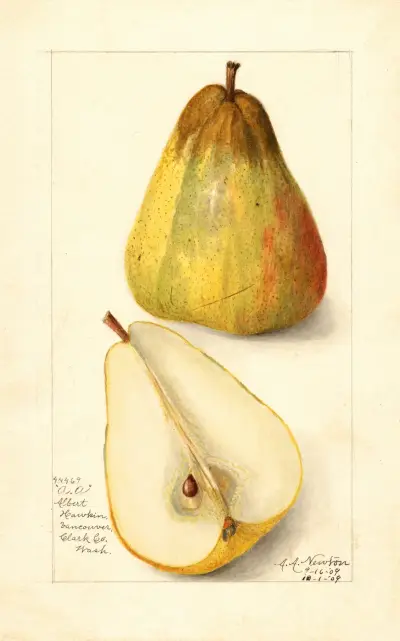 Pyrus communis: Souvenir du Congress av Amanda Almira Newton