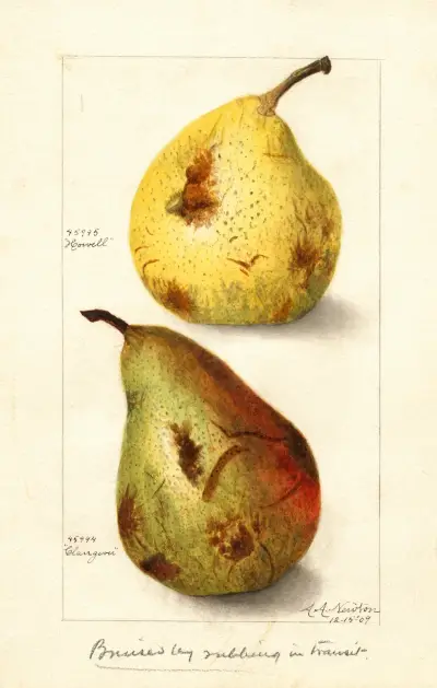Pyrus communis av Amanda Almira Newton