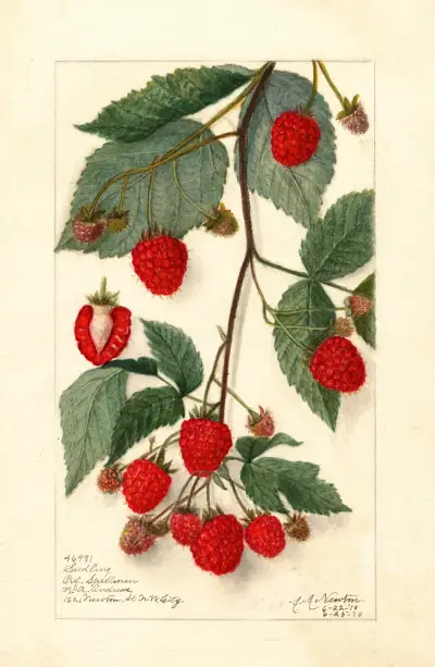 Rubus av Amanda Almira Newton
