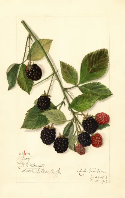 Rubus: Joy av Amanda Almira Newton