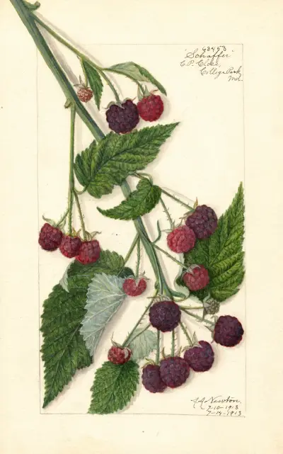 Rubus: Schaffer von Amanda Almira Newton