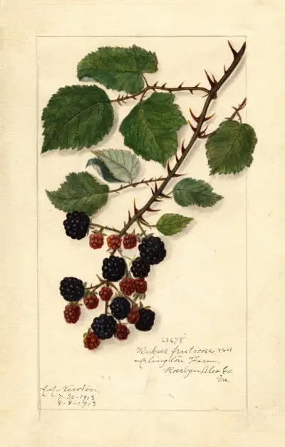 Rubus av Amanda Almira Newton