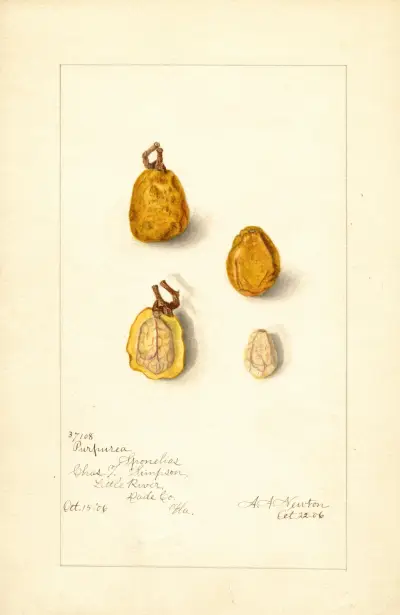 Spondias purpurea: Spondias purpurea av Amanda Almira Newton