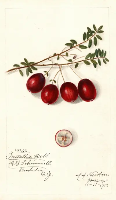 Vaccinium macrocarpon: Metallic Bell av Amanda Almira Newton