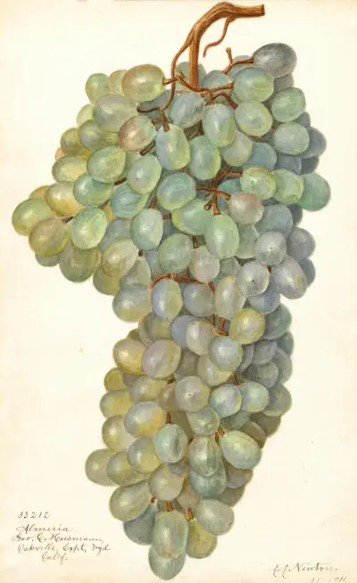 Vitis: Almeria av Amanda Almira Newton