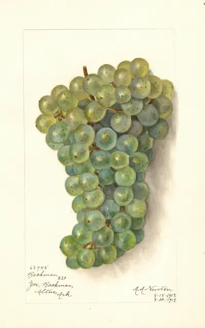Vitis: Backman av Amanda Almira Newton